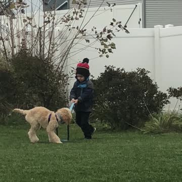 Adorably Toddler Hilariously Struggles To Walk Dog On Leash