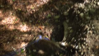 Curious Kitten Discovers Underground Tunnel on Mountain Trip