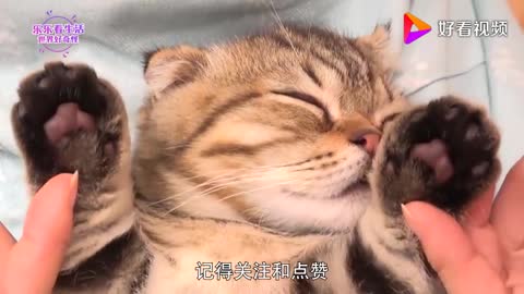 Kitten taking a bath for the first time