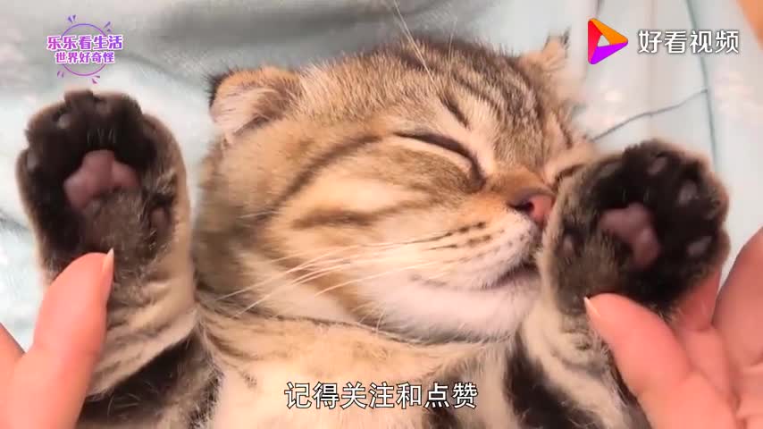 Kitten taking a bath for the first time
