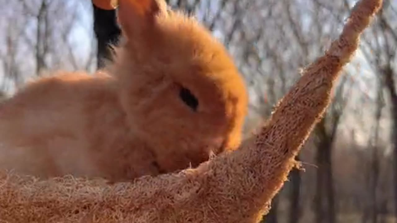 A rabbit that knows how to act cute.