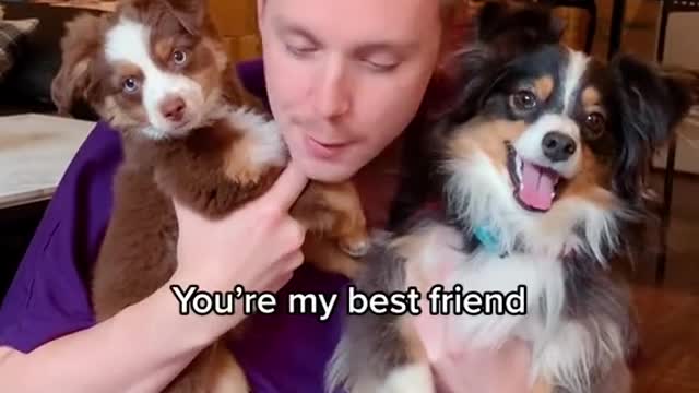 We don’t deserve dogs