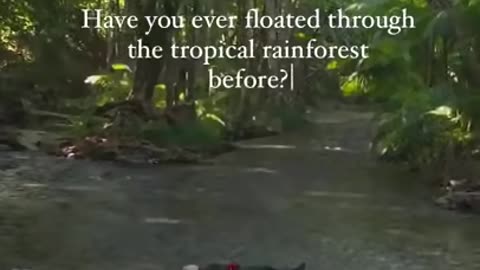 Float in the rainforest