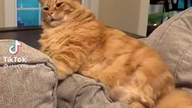 Flatulent cat