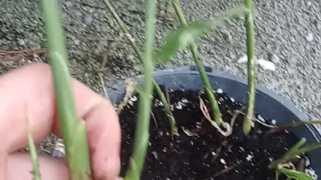 Growing garlic in a campground