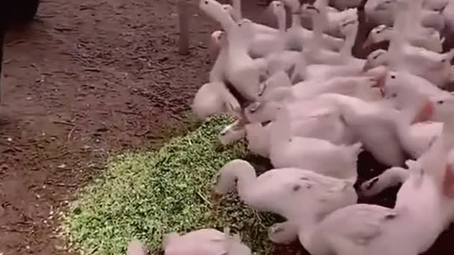 SEMOGA SEMUA MAHKLUK BAHAGIA