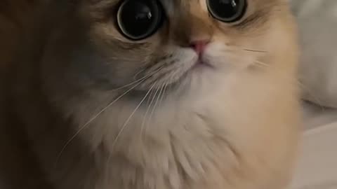 CUTE EYES