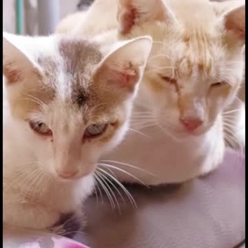 cute 😻 cat videos 😺 funny videos