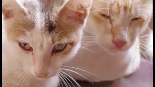 cute 😻 cat videos 😺 funny videos