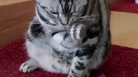cute_animals__funny_video_funny_cats