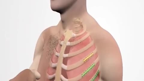 How Ribs Break After Sneezing (3D animation)