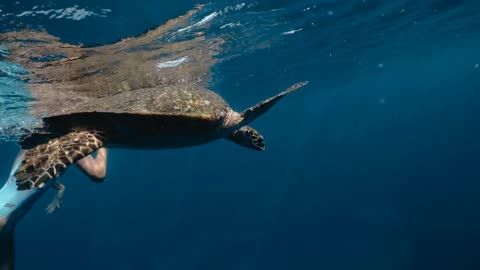 Slow motion underwater contact of freediver and turtle in natural habitat