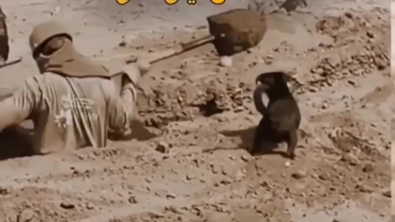 Funny video