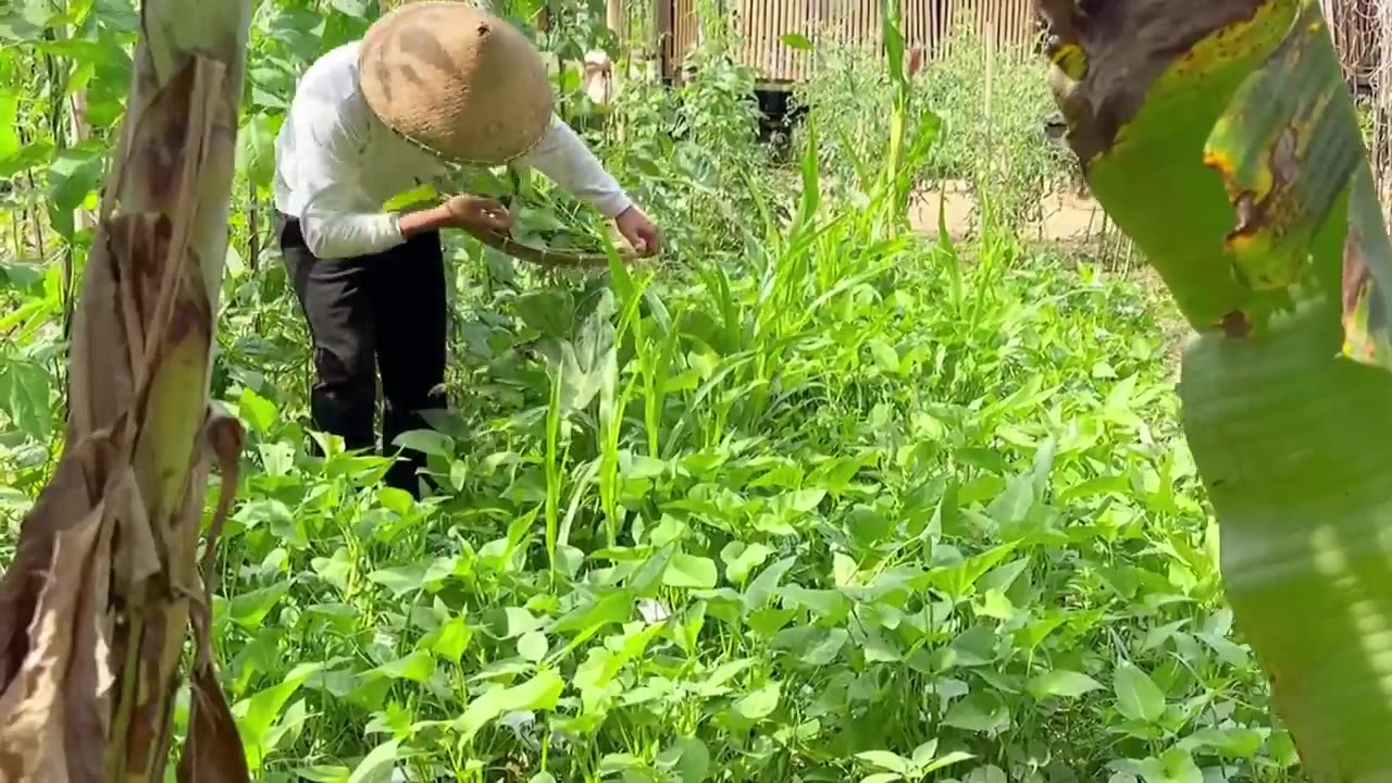 Freshly picked water spinach from backyard to table