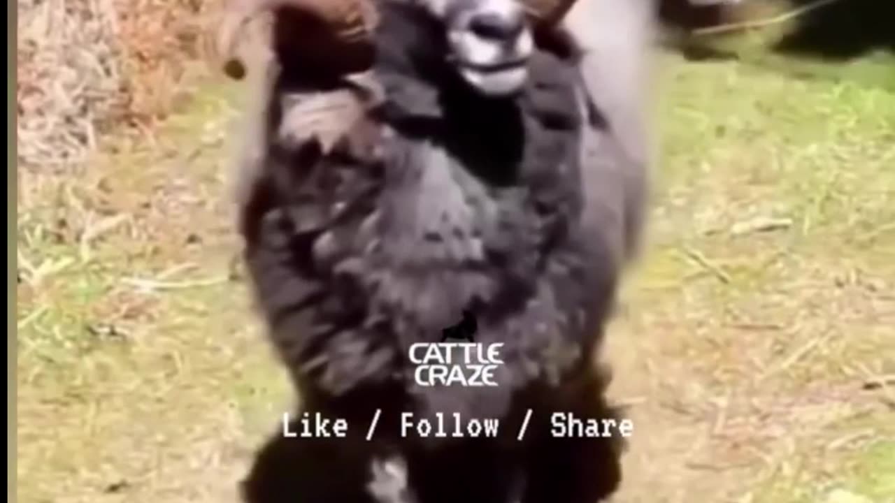 boxing sheep