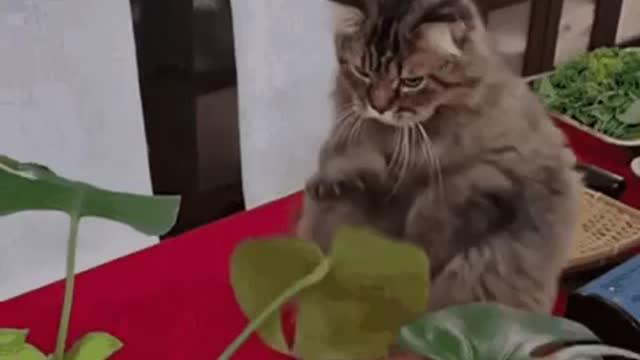 Cute Cat Gif! 🥰💗🐈
