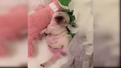 Baby Dogs - Cute and Funny Dog Videos Compilation