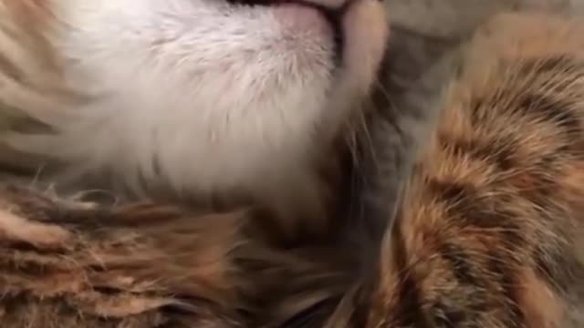 Top Funny Cats Viral Clips😹|| Best #funny Cute Cats