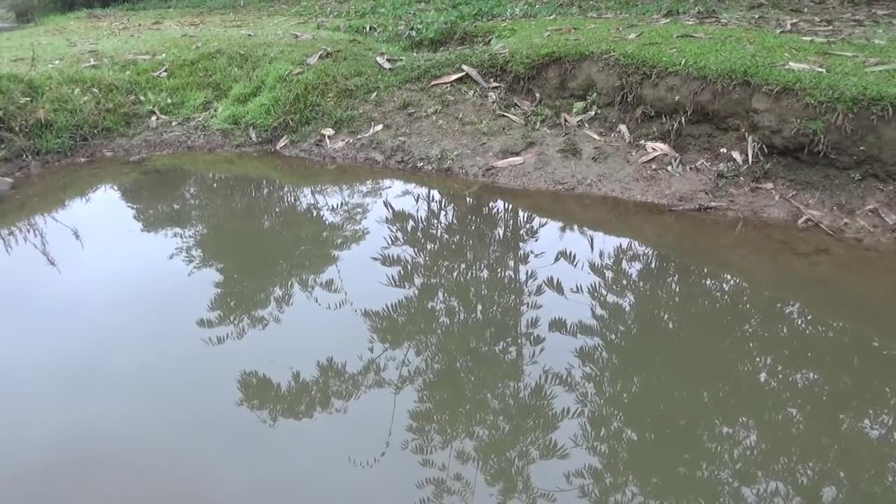 Hunting wild fish | Catch a lot of fish in the wild lake by using the big pump to suck the water-16