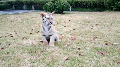 Cute little tiger