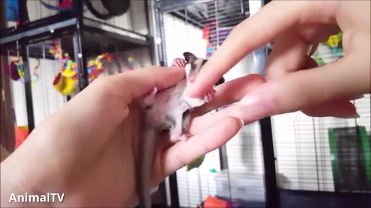 sugar gliders