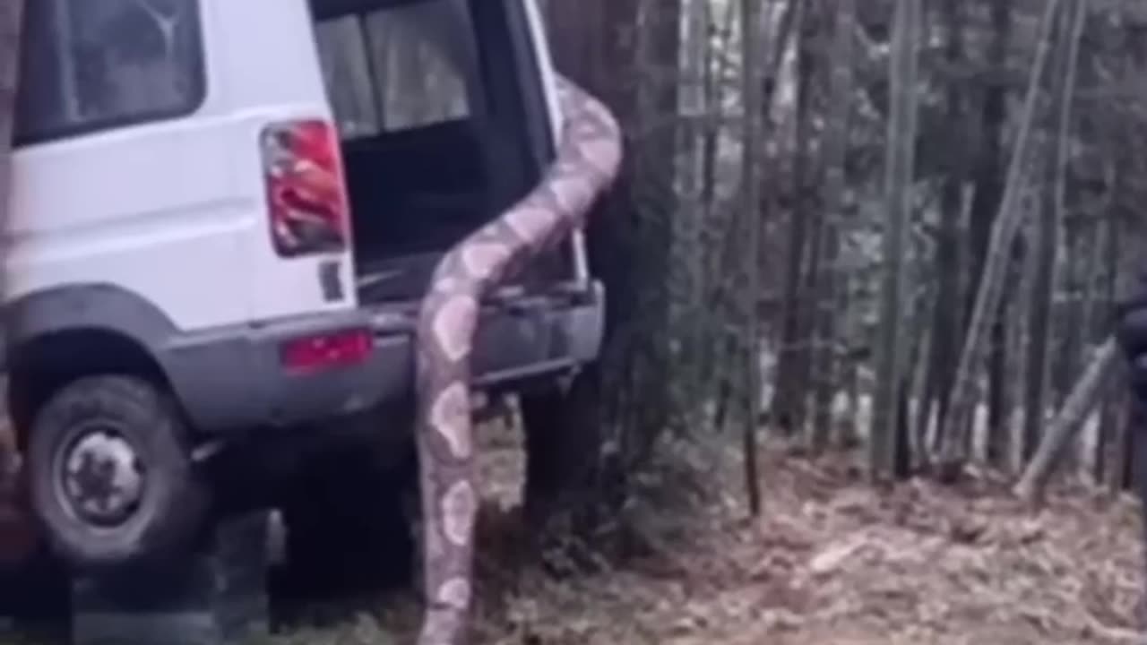 Big snake