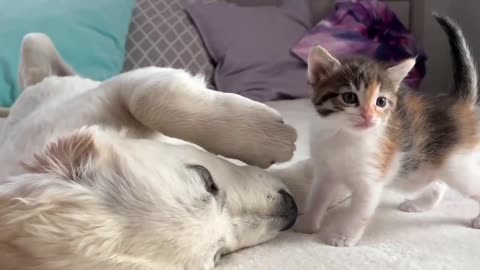 Little white dog and kitten.