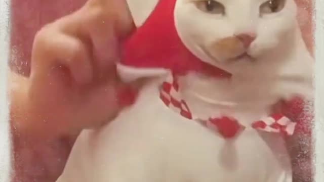 funny cat video