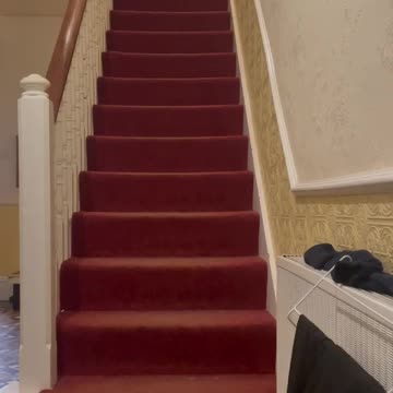 Bullterrier thinks she’s a kangaroo- must watch