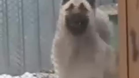 Funny dancing dog