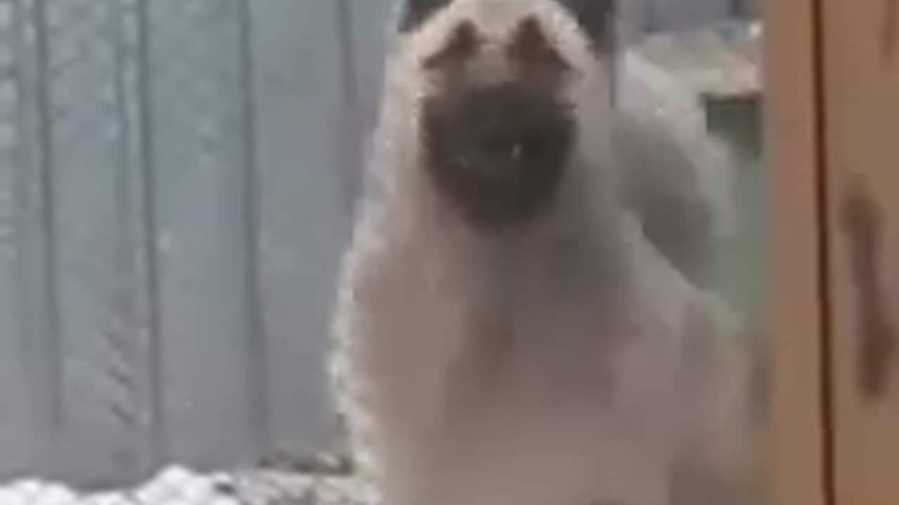 Funny dancing dog