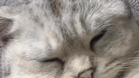 All he wants to do is sleep