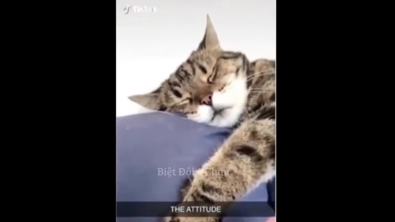 Funny cat and dog