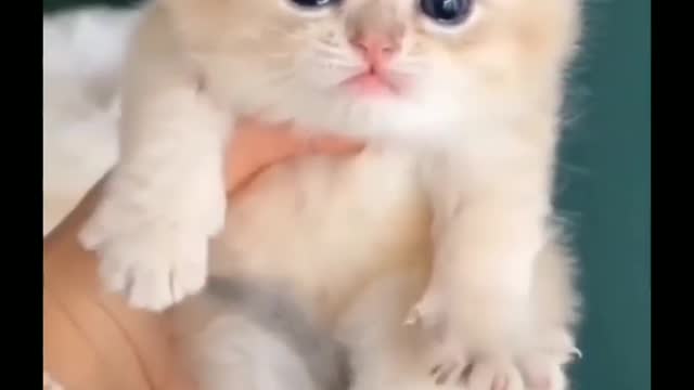 Cute kitten video😍💕 #cute #kittens #cat #cats