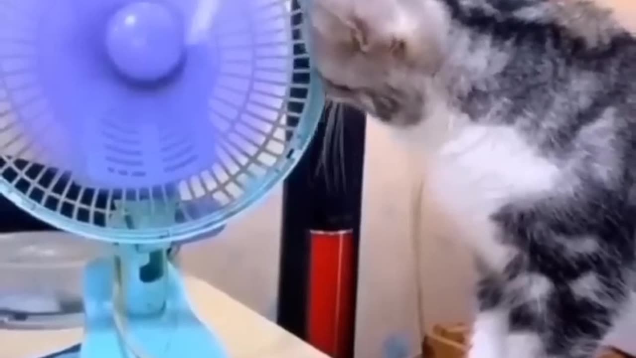 Full funny 🤣 video reels