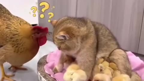 Funy Cat and Chicken