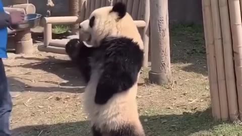 Funny Panda