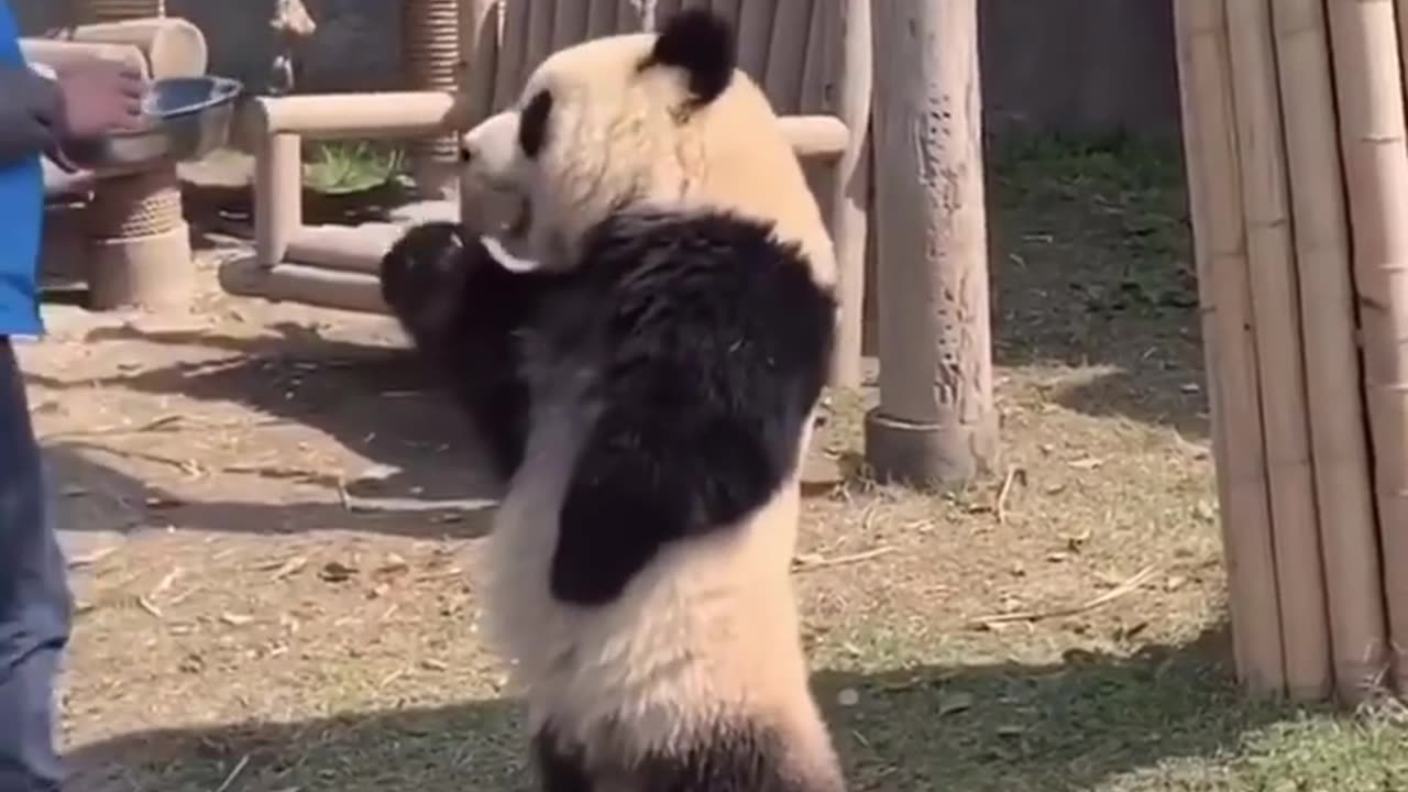 Funny Panda