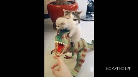 Super Cute Cats Compilation