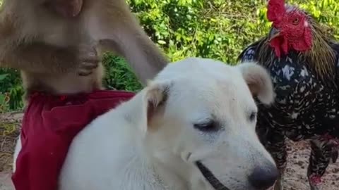 Chekin Dog Monkey friendship video