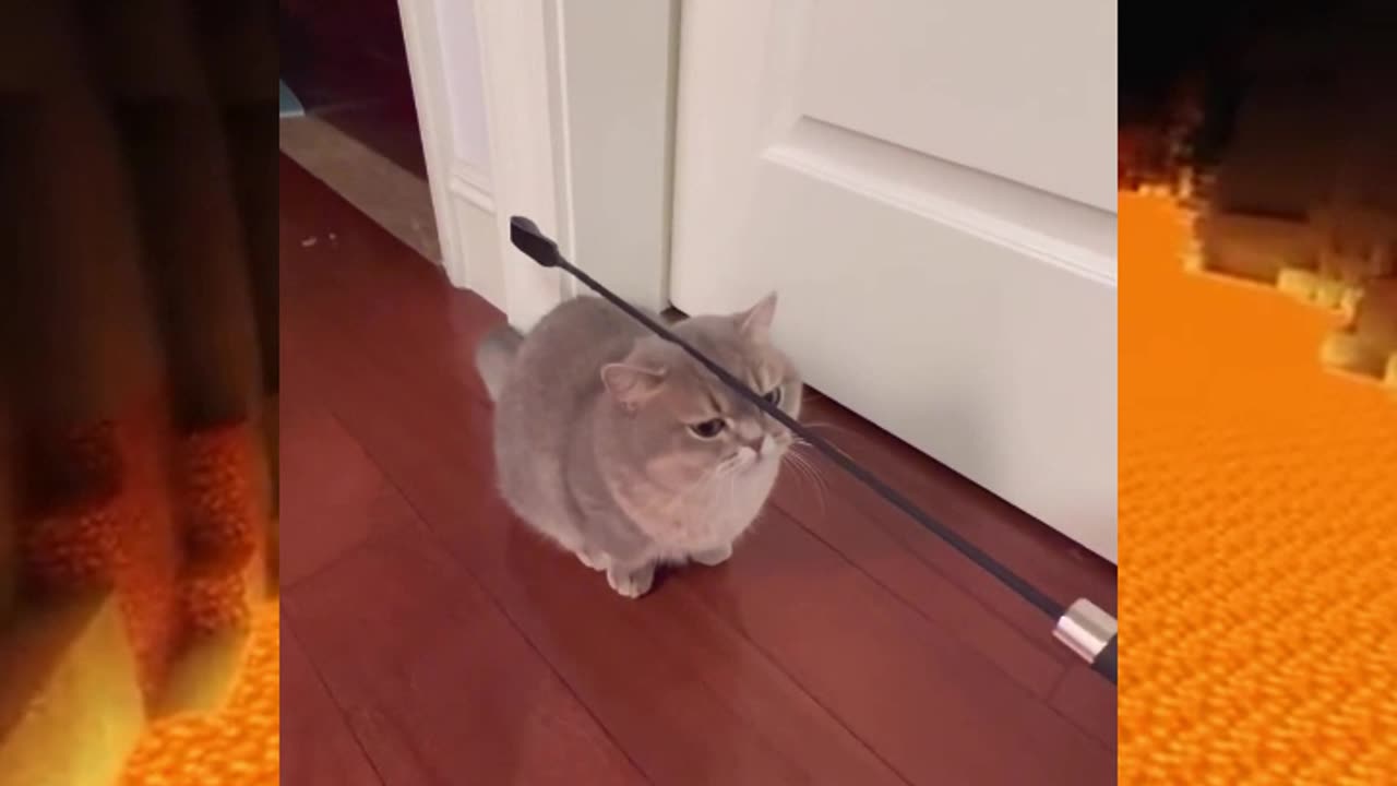 Violin Cat😂