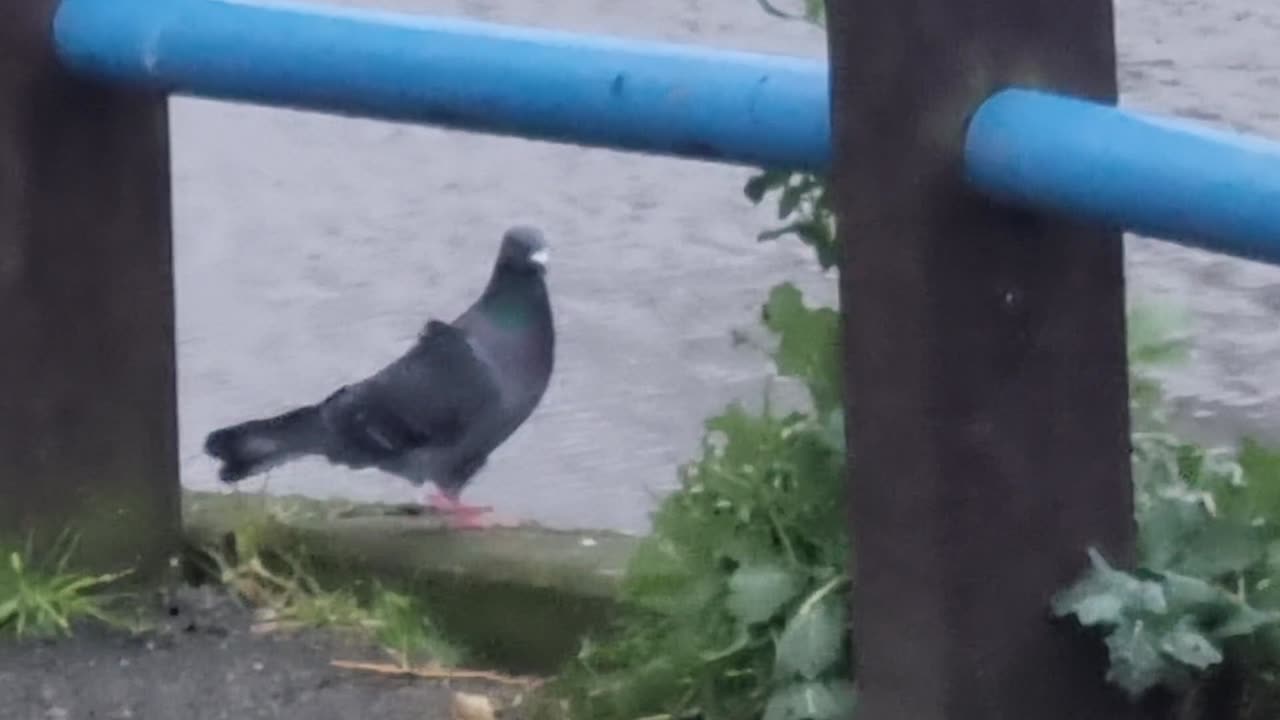 Pigeons In Wales.