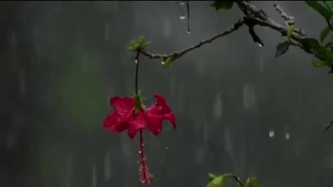 12 things you must know about relaxing rain