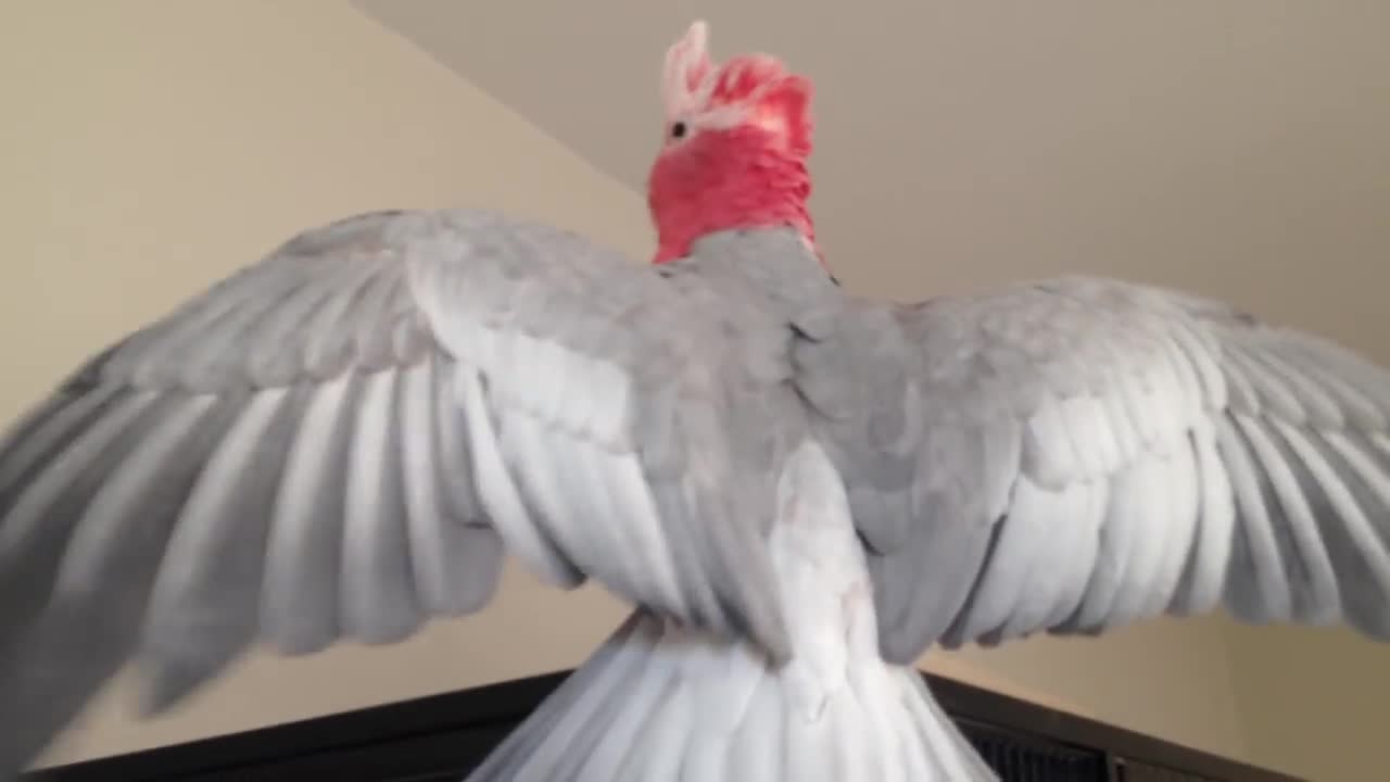 Worlds most excited bird falls off his cage