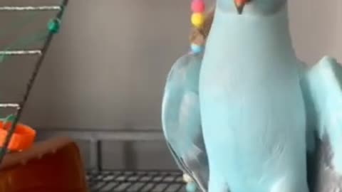 Indian ringneck parrot talking - cute adorable birds video