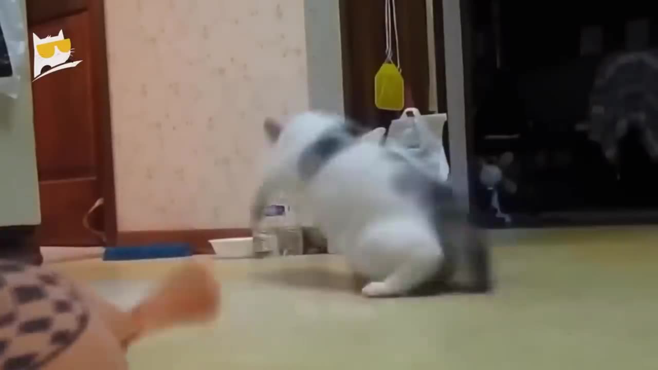 funny cat video