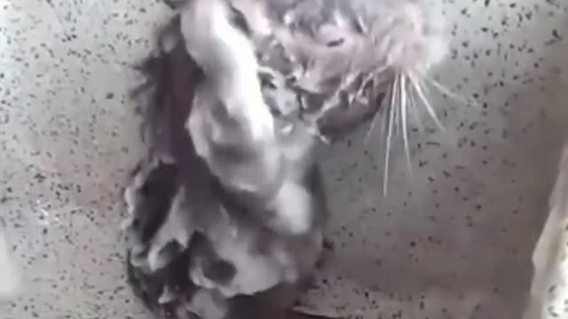 Mouse in shower fanny animal video. this video is so cool 😎