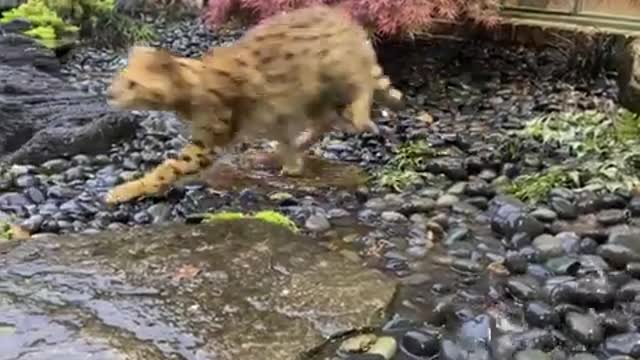 Cat Enjoys Being in The Pouring Rain