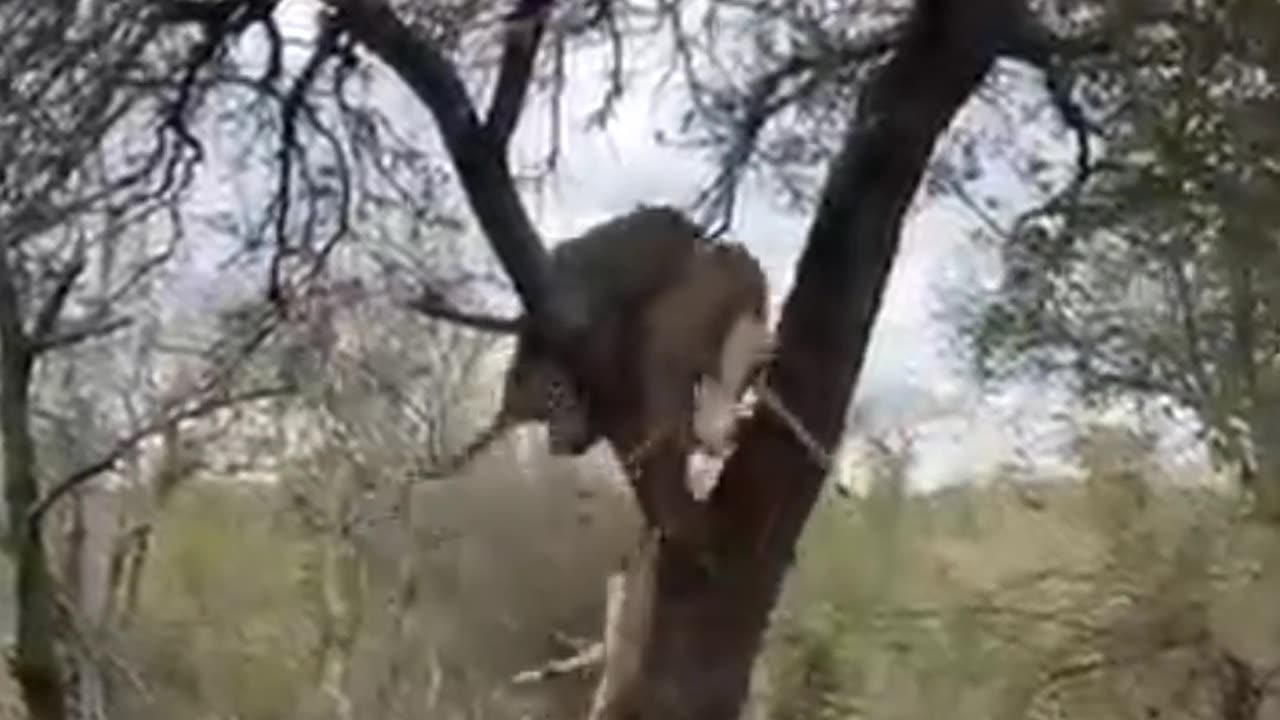 A Phenomenal Sight To Witness Of Leopards At Londolozi