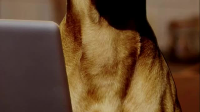 Funny Dogs - Silly Dogs - Hilarious Dog Videos #Shorts